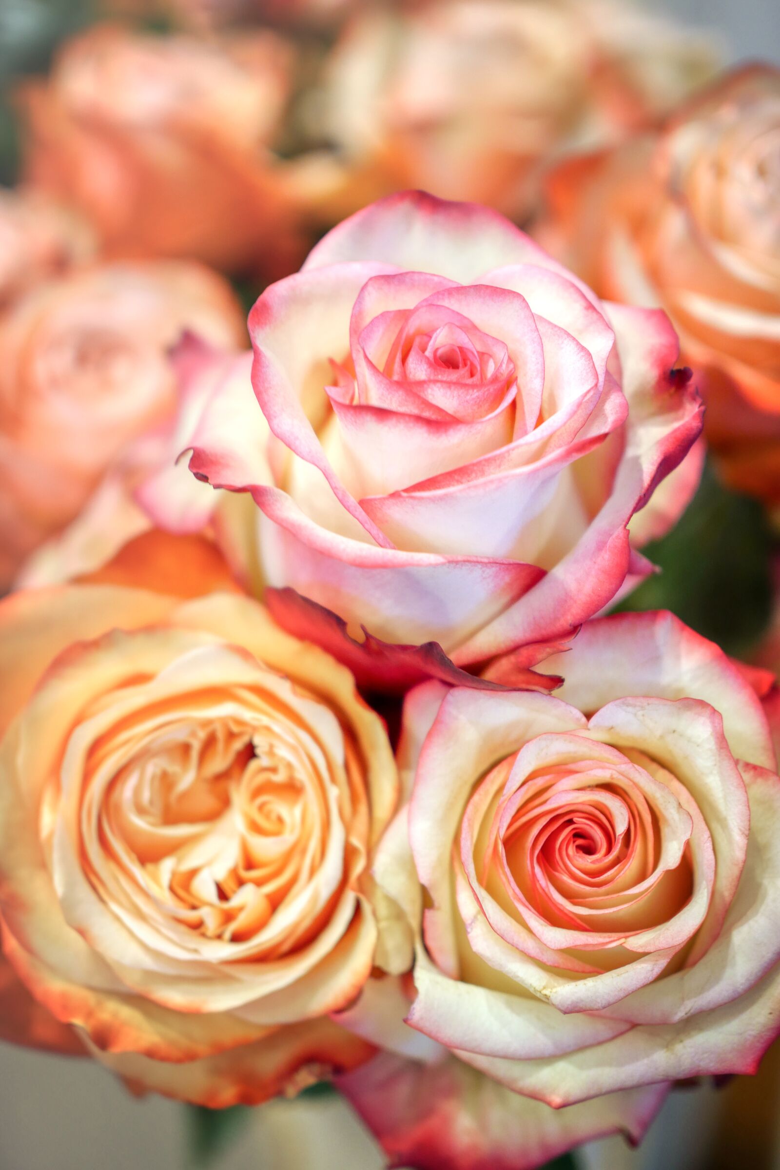 Panasonic Lumix DMC-GX8 sample photo. Roses, flower, blossom photography