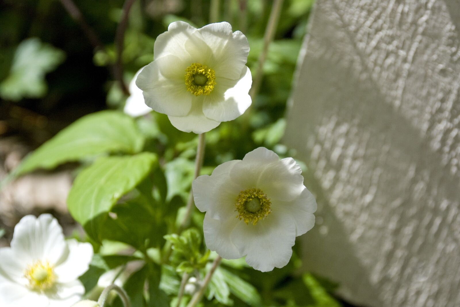 Nikon D80 sample photo. Anemone, flower, summer photography