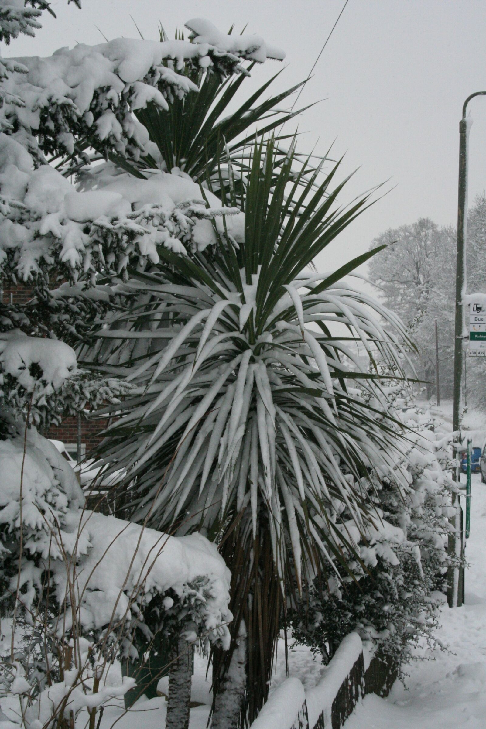 Canon EOS 350D (EOS Digital Rebel XT / EOS Kiss Digital N) sample photo. Palm, tree, snow, winter photography