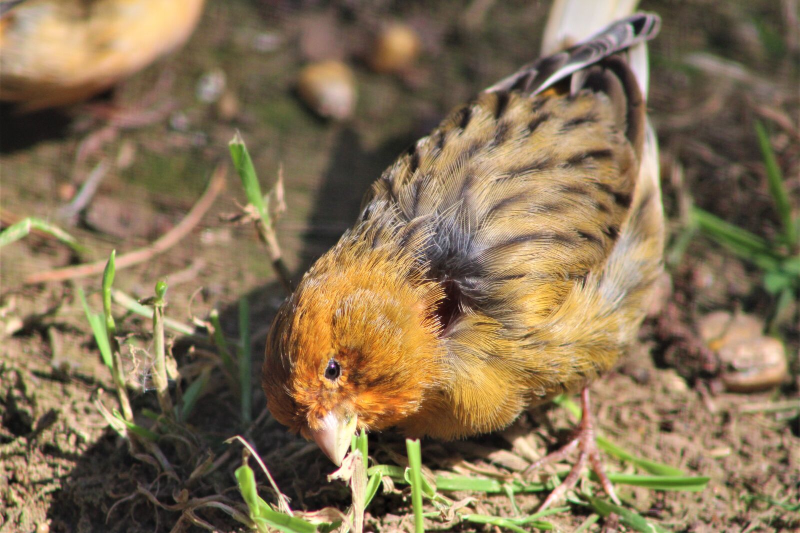 Canon EOS 2000D (EOS Rebel T7 / EOS Kiss X90 / EOS 1500D) sample photo. Bird, eat, corn photography