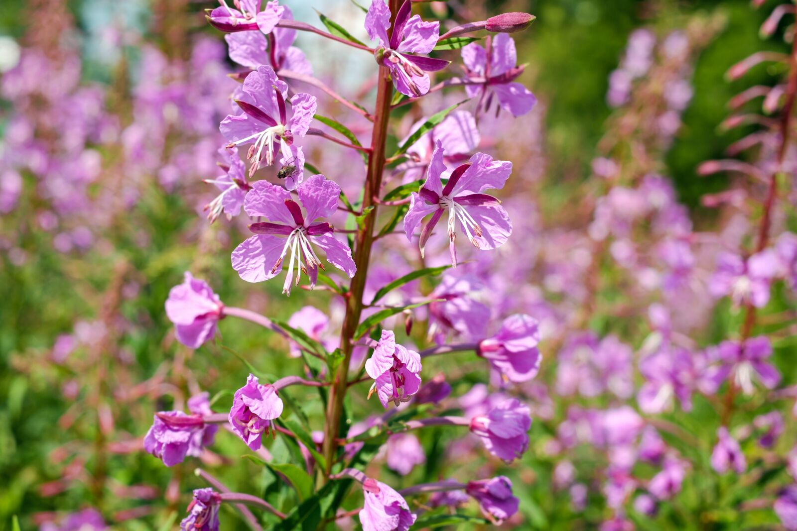 Fujifilm X-T10 + Fujifilm XF 35mm F1.4 R sample photo. Epilobium angustifolium, flower, blossom photography