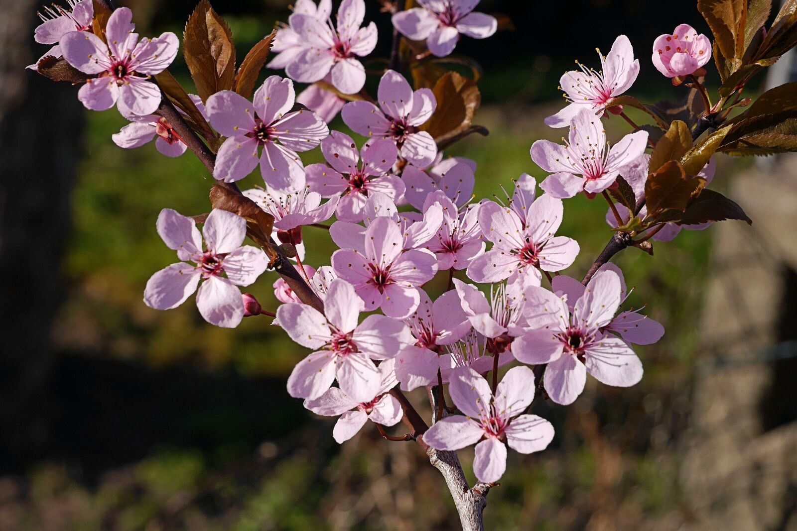 Panasonic Lumix DMC-G6 sample photo. Spring, flowers, tree blossoms photography