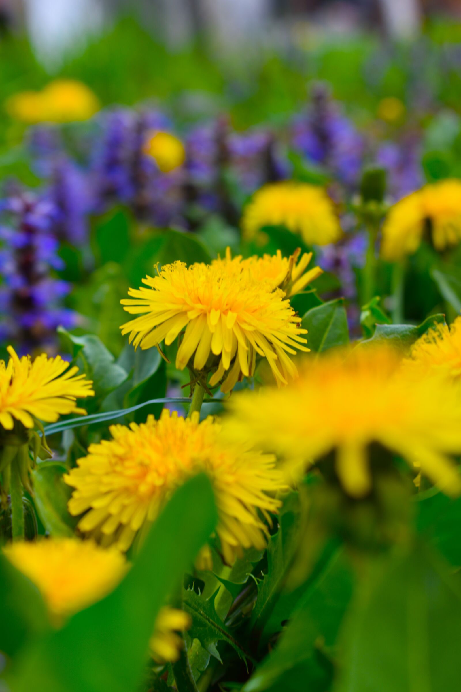 Nikon D3500 sample photo. Nature, spring, flowers photography