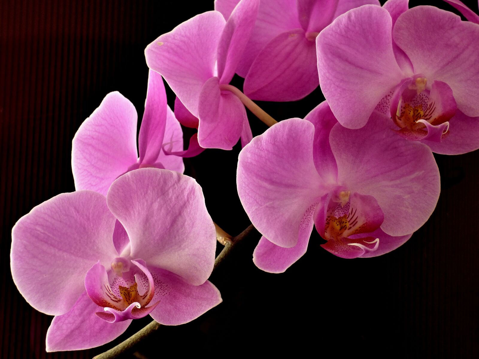 Panasonic DMC-FZ72 sample photo. Orchid, plant, flower photography