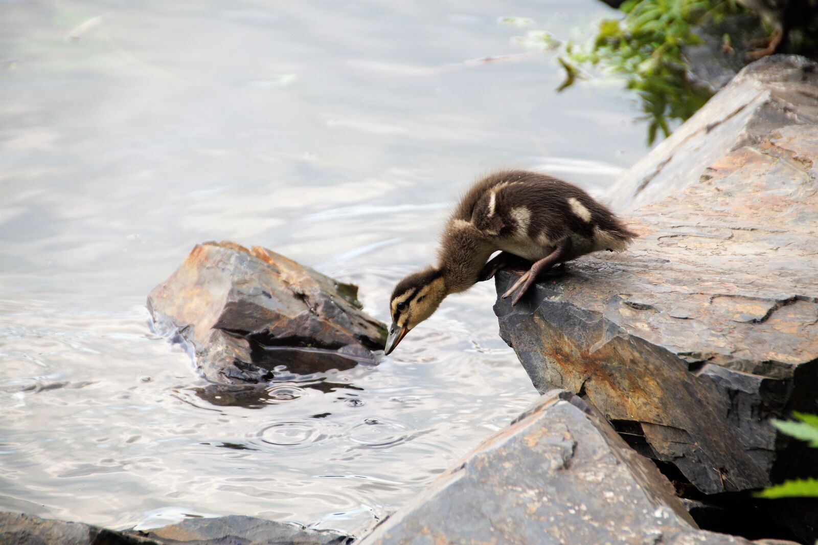 Sony SLT-A58 sample photo. Duck, wild, cub photography