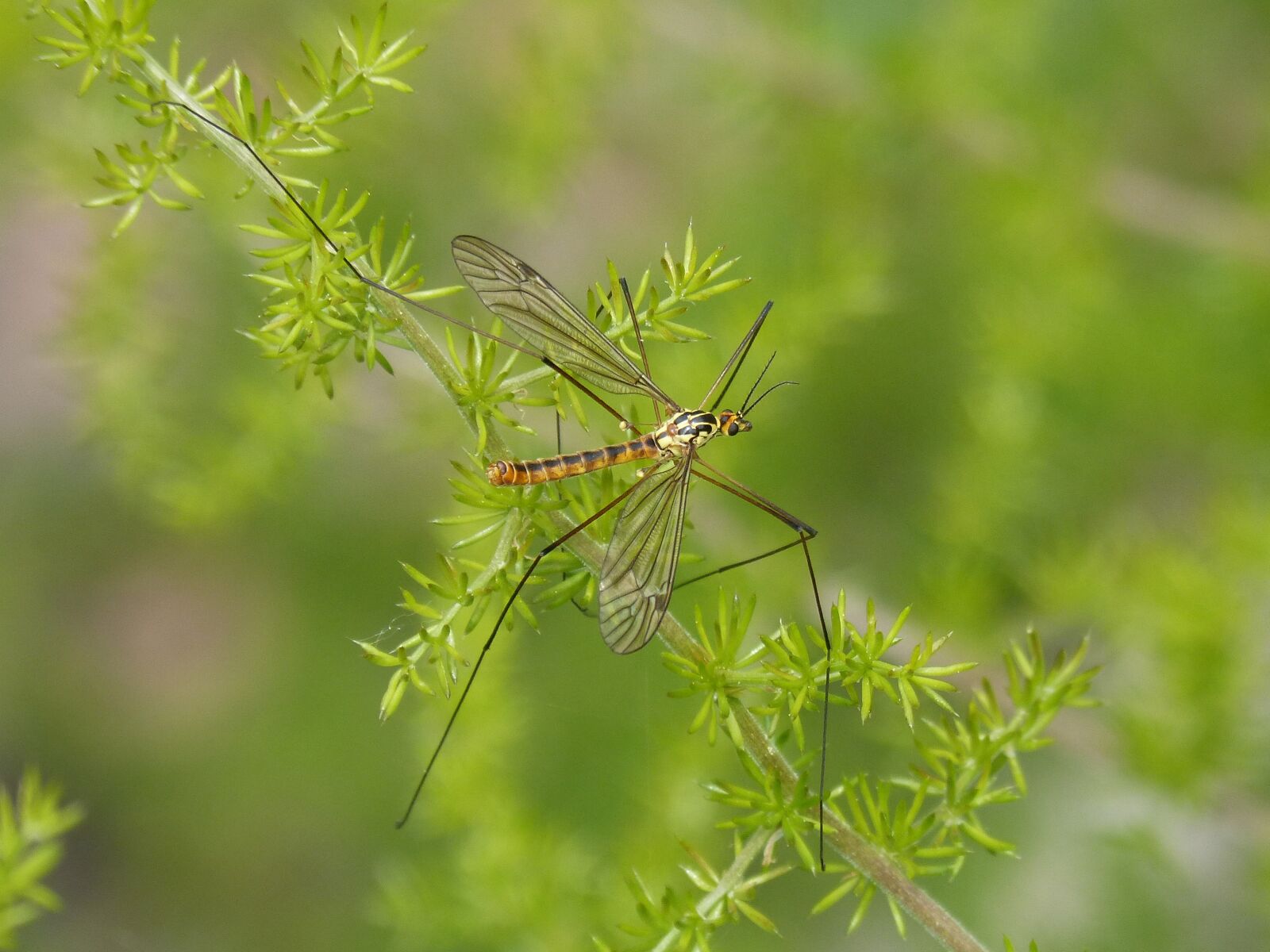 Panasonic DMC-FZ62 sample photo. T pula, giant mosquito photography