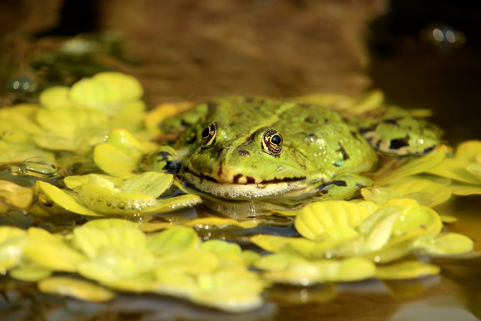 Canon EOS 1200D (EOS Rebel T5 / EOS Kiss X70 / EOS Hi) sample photo. Frog, frog pond, amphibian photography