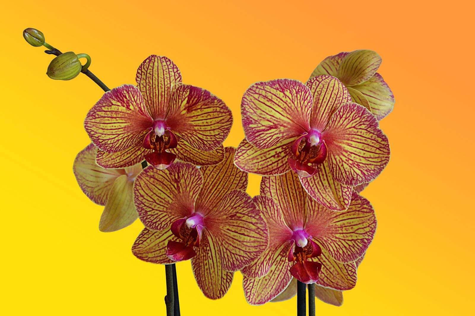 Nikon D3200 sample photo. Orchid, flowers, beautiful flower photography