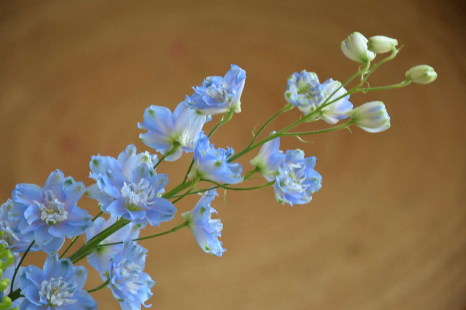 Nikon D3300 sample photo. Flowers, flower field, nature photography