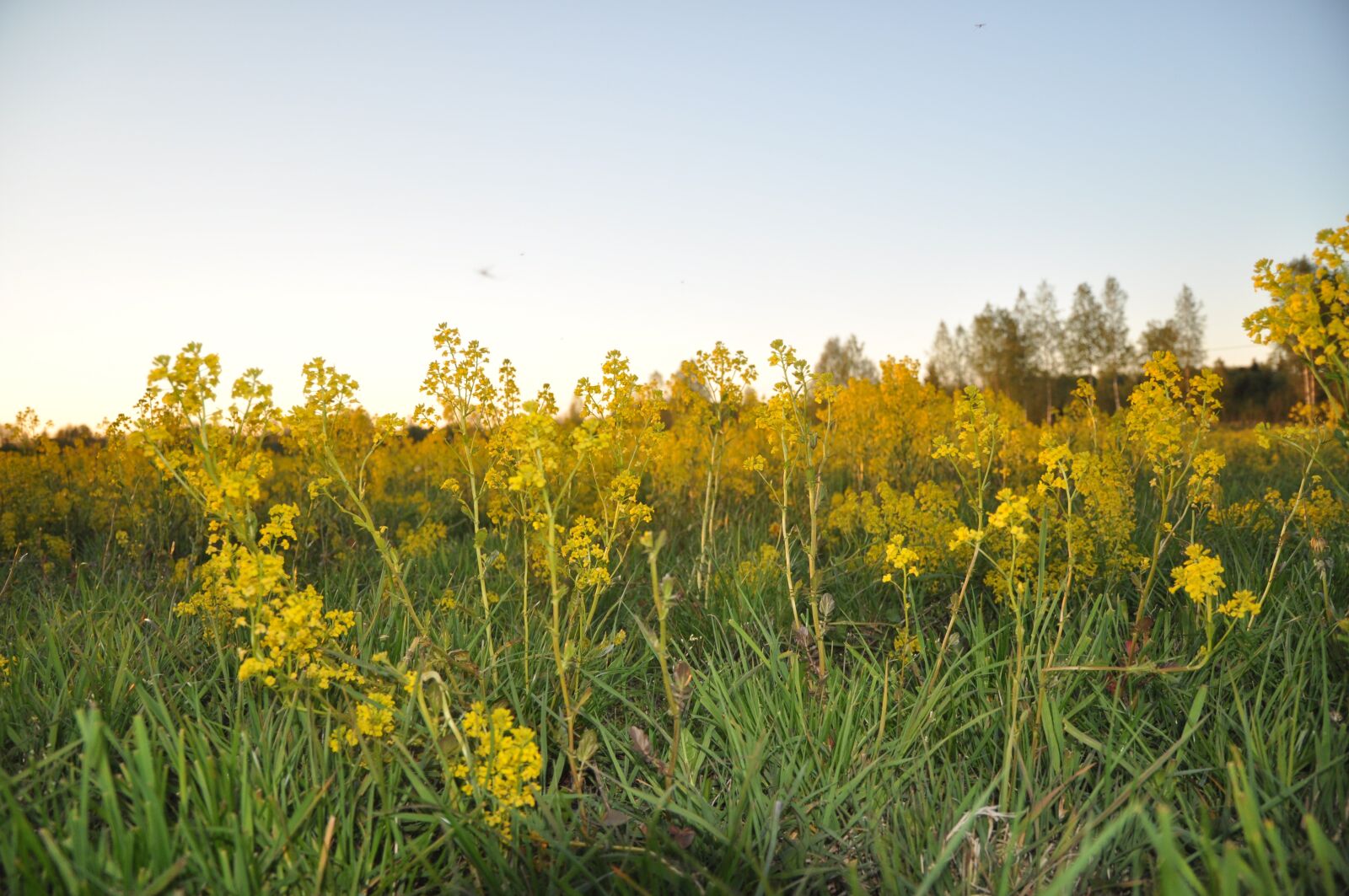 Nikon D90 sample photo. Flowers, yellow, spring photography