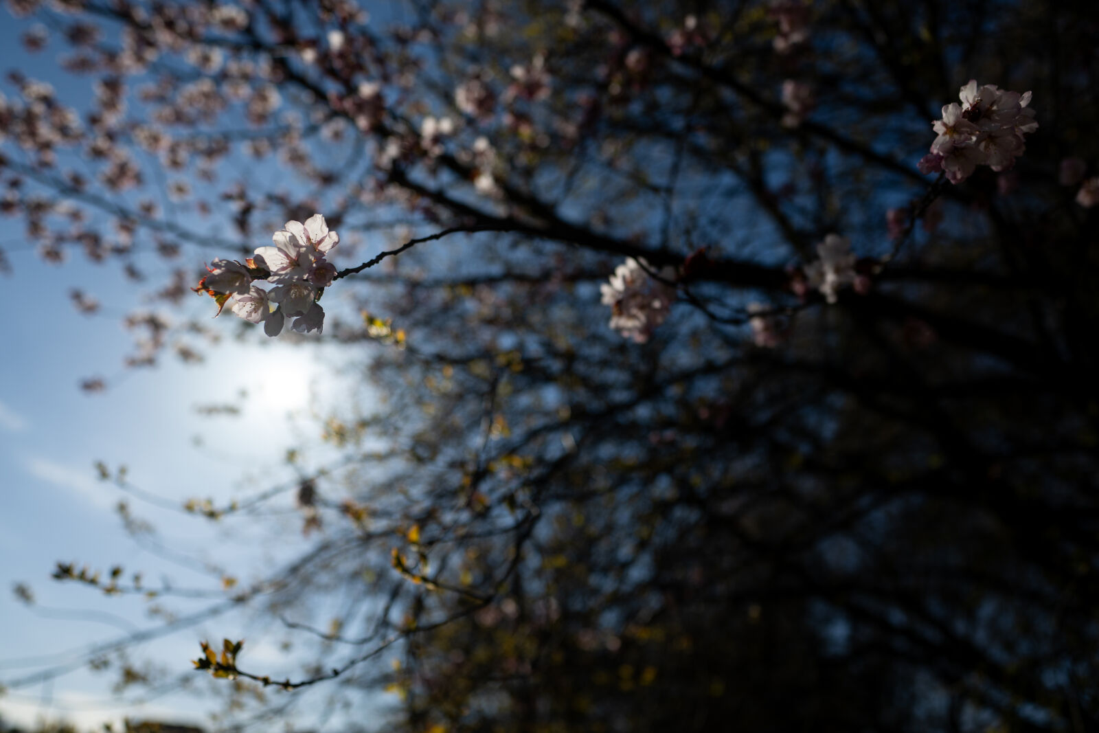 Nikon Nikkor Z 20mm F1.8 S sample photo. Spring is here photography