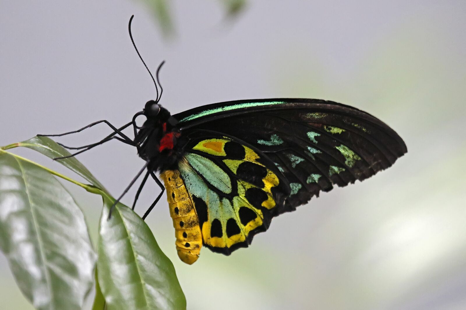Canon EOS 7D Mark II sample photo. Cairns, birdwing, butterfly photography