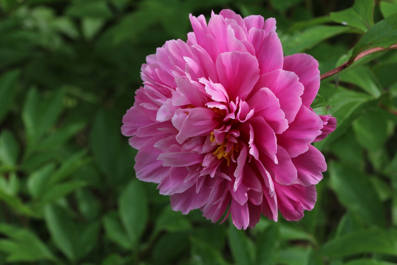 Canon EOS 750D (EOS Rebel T6i / EOS Kiss X8i) sample photo. Rose, plants, flowers photography