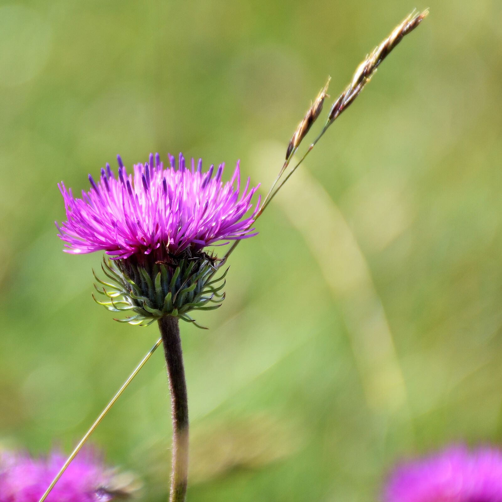 Nikon D5500 sample photo. Thistle, nature, blossom photography