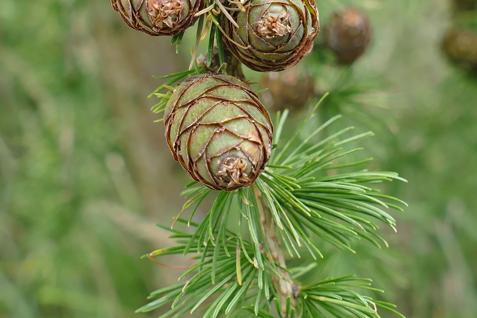 Panasonic Lumix DMC-FZ1000 sample photo. Tap, larch, nature photography