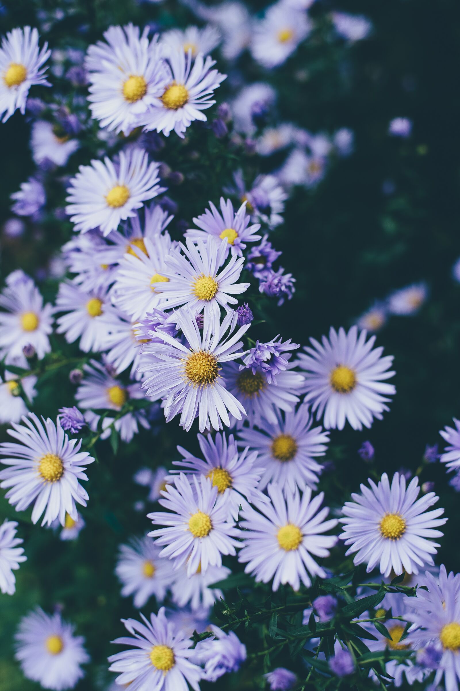 Nikon D4S sample photo. Bloom, blossom, flora photography