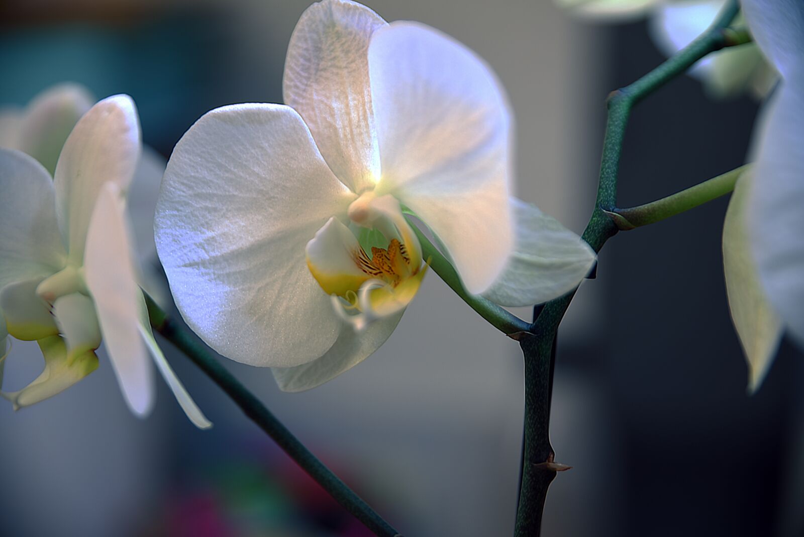 Nikon D750 sample photo. Flower, nature, flora photography