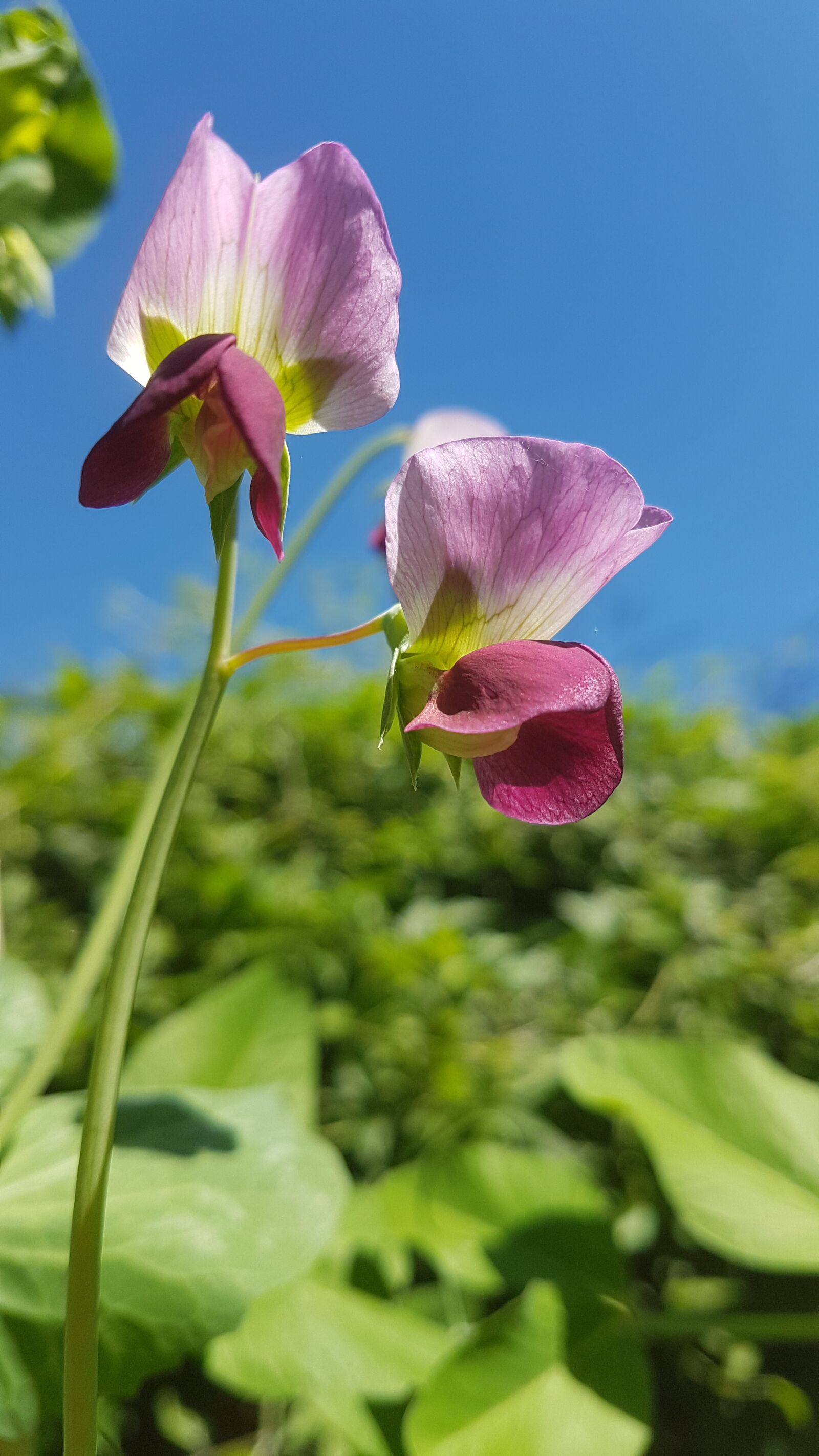 Samsung Galaxy S7 Edge sample photo. Carlin peas, allotment, garden photography