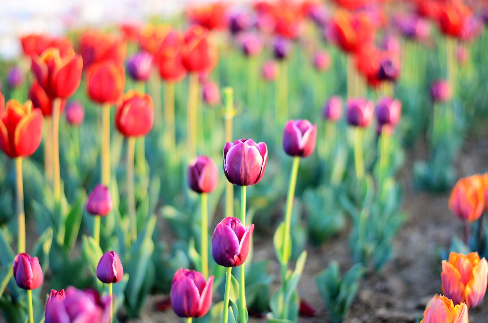 Nikon D5100 sample photo. Tulips, flower, macro photography