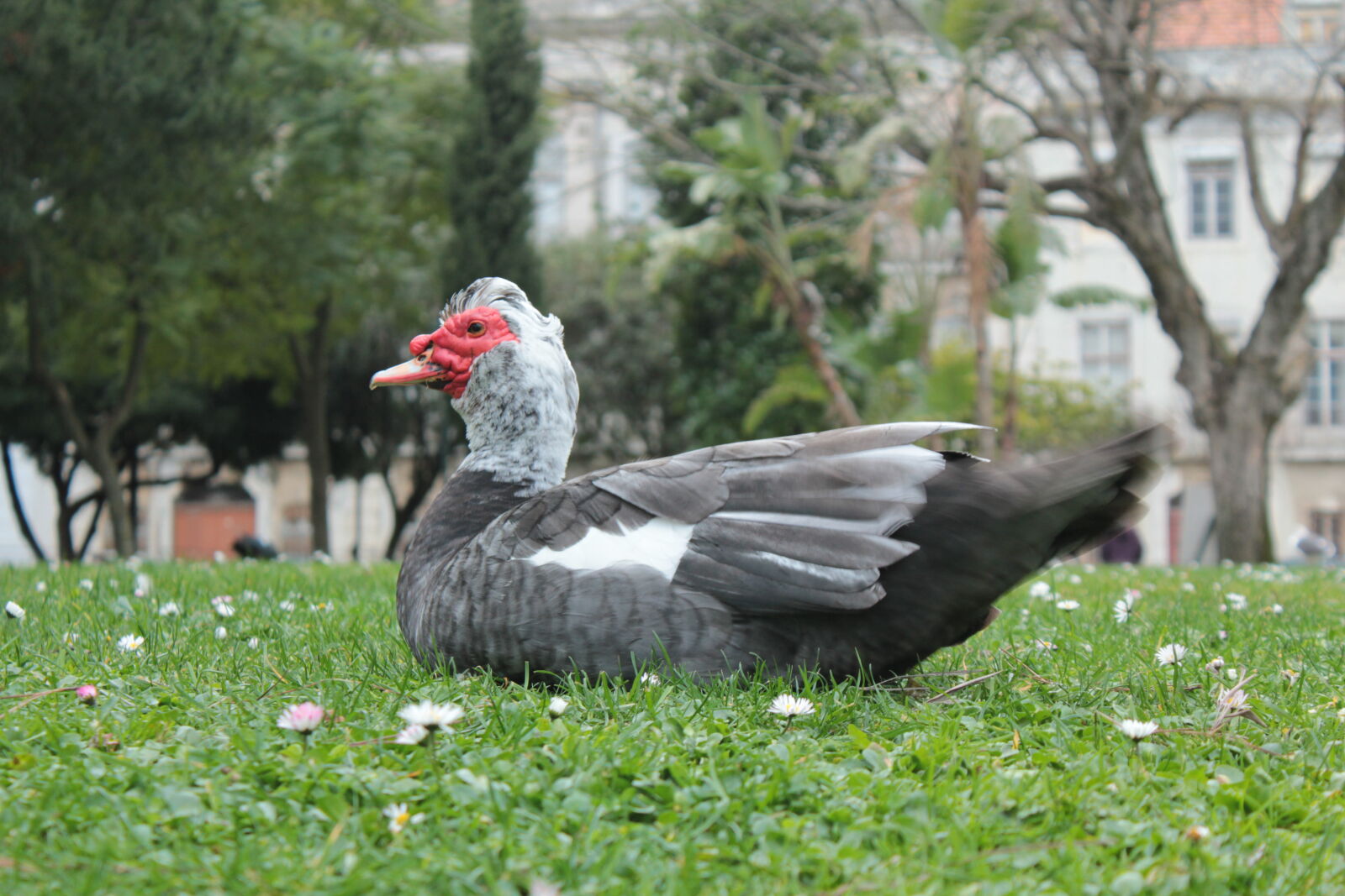 Canon EOS 550D (EOS Rebel T2i / EOS Kiss X4) sample photo. Duck, thing photography