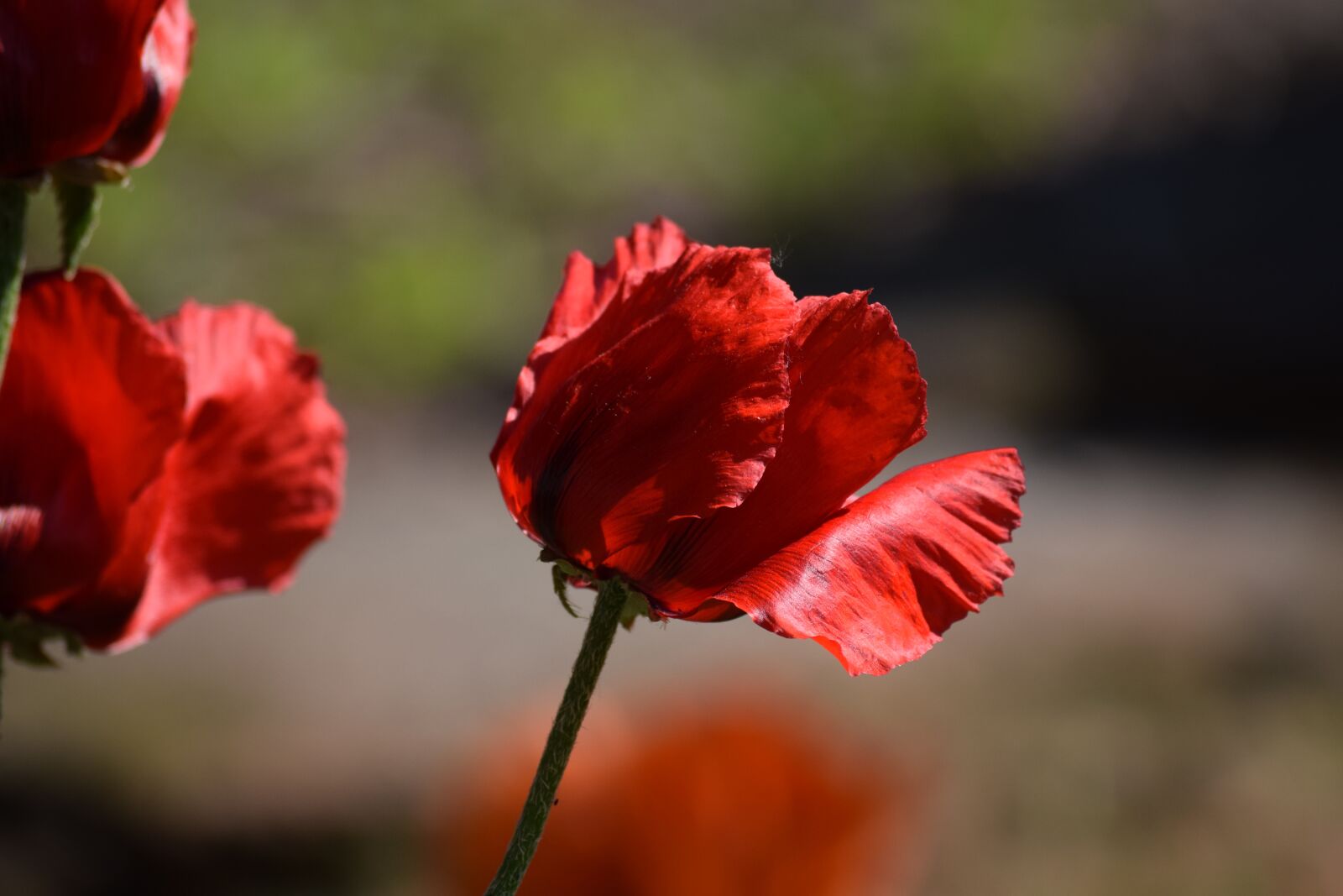 Nikon D3300 sample photo. Poppy, flower, red photography