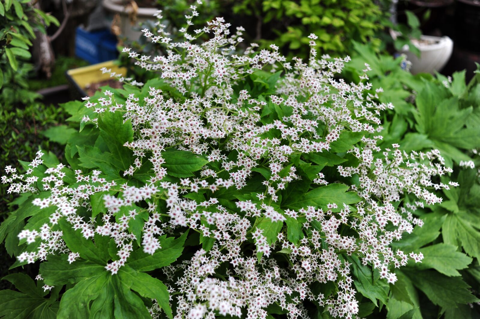Nikon D700 sample photo. Flowers, white, nature photography
