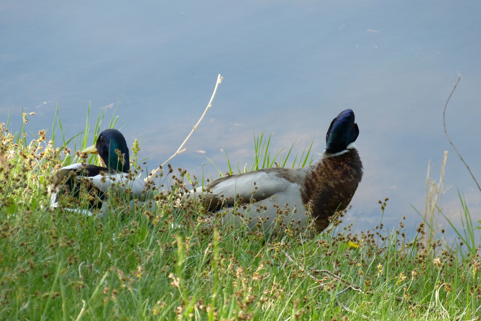 Panasonic Lumix DMC-FZ150 sample photo. Ducks, drake, mallard photography