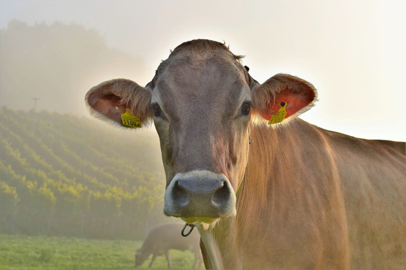 Nikon D5500 sample photo. Cow, pasture, meadow photography