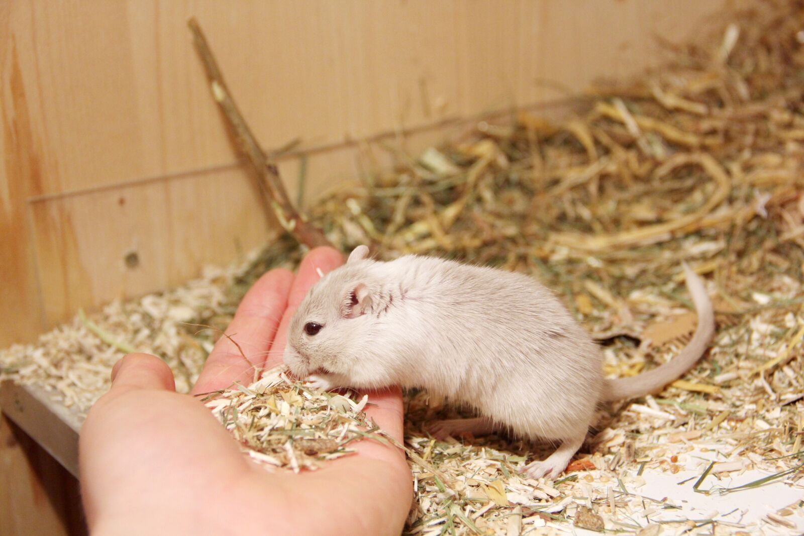Canon EOS 60D sample photo. Racing mouse, tame, hand photography