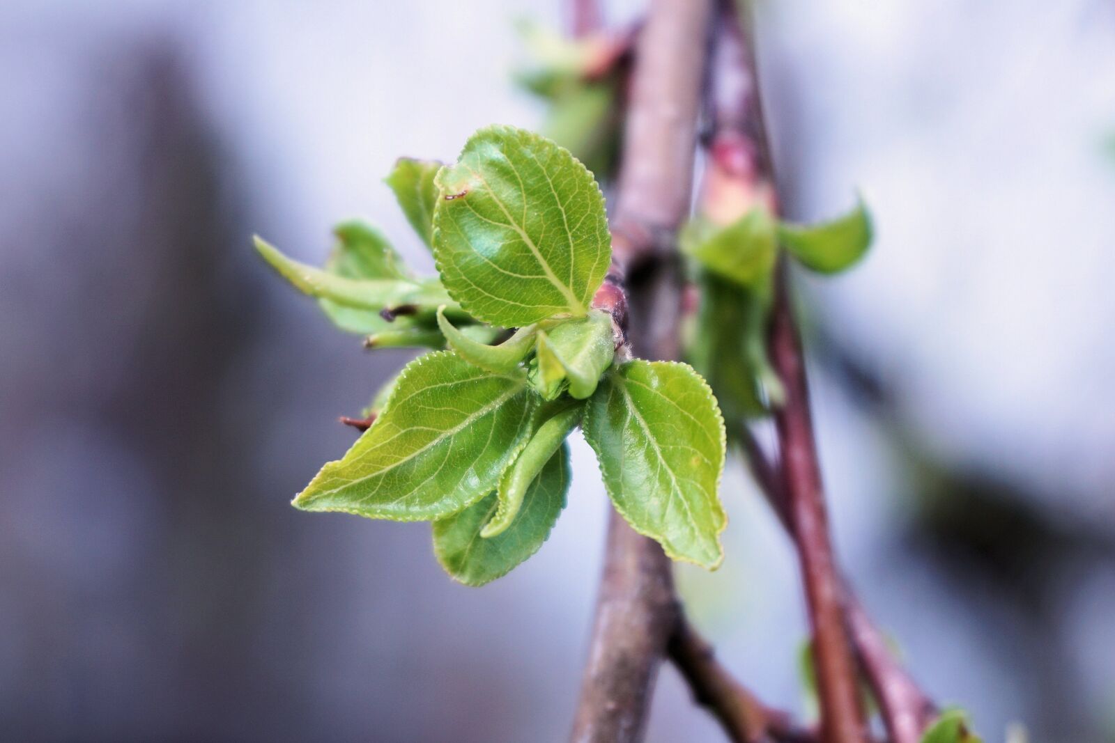 Sony a6000 sample photo. Leaf, green, spring photography