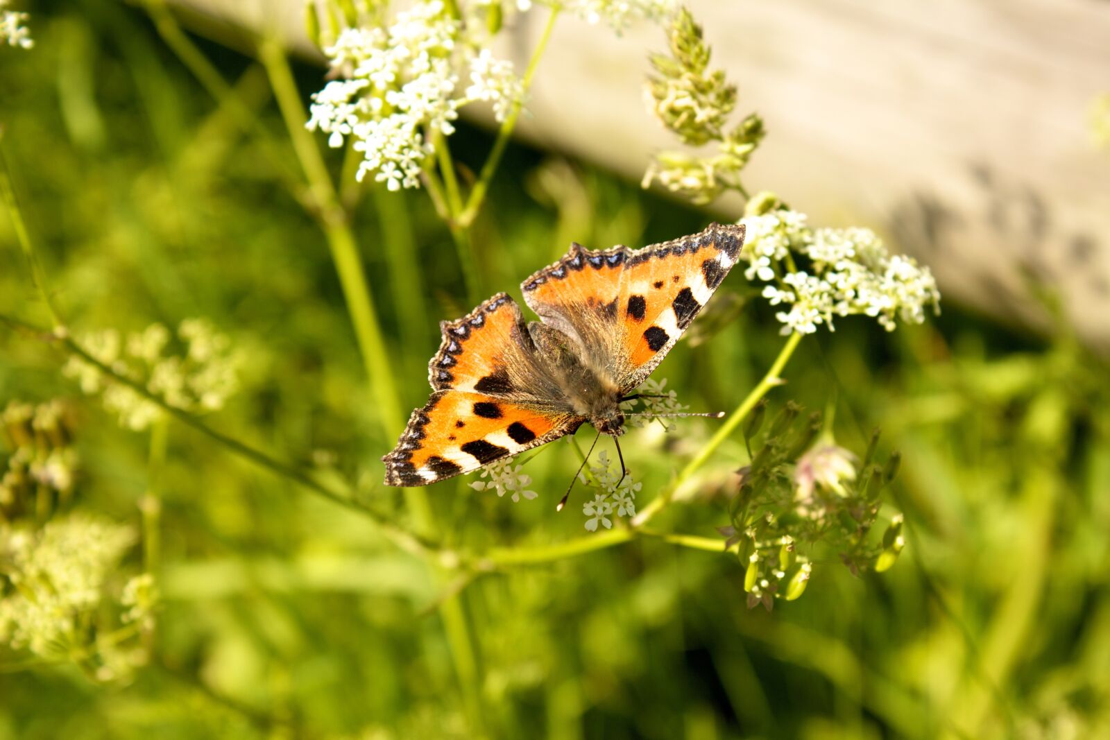 Canon EOS 550D (EOS Rebel T2i / EOS Kiss X4) sample photo. Butterfly, little fox, butterflies photography
