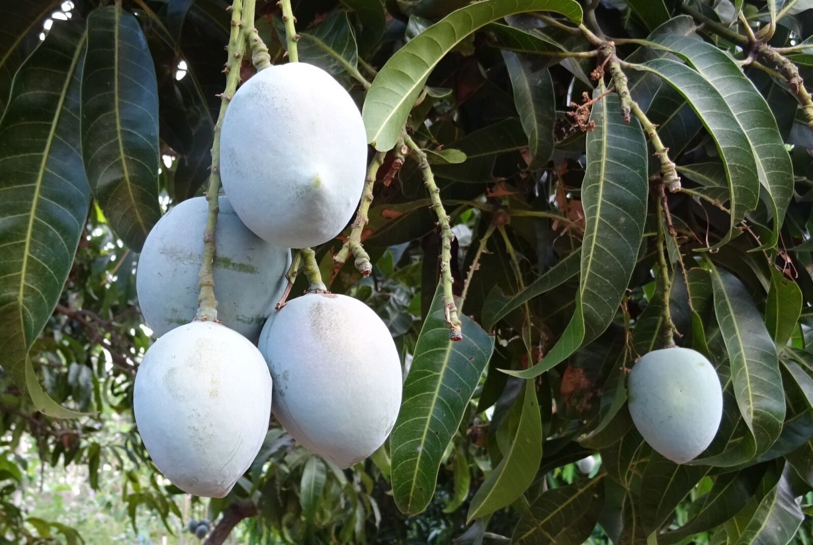 Sony DSC-HX60V sample photo. Mango, fruit, mangifera indica photography