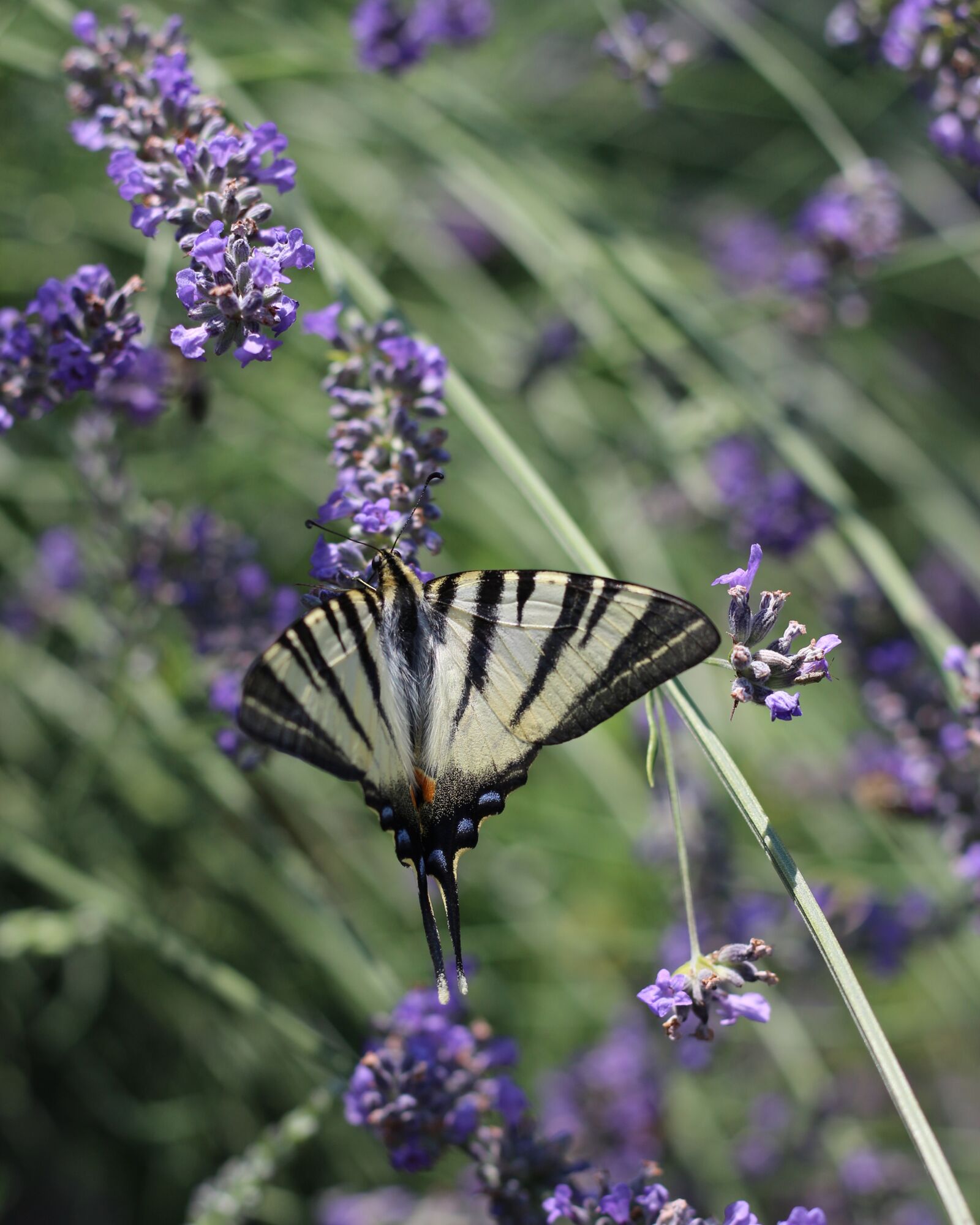 Canon EOS 700D (EOS Rebel T5i / EOS Kiss X7i) sample photo. Nature, lavender, insect photography