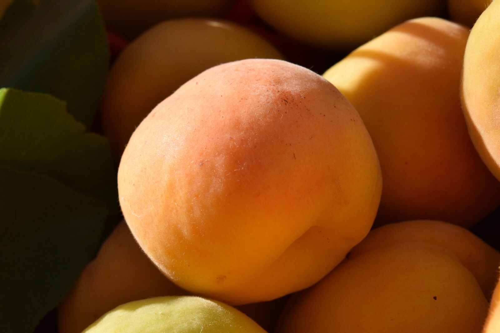 Nikon D3300 sample photo. Apricots, ripe, fruit photography