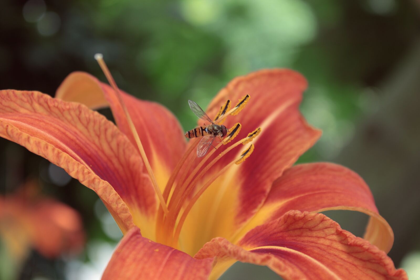 Canon EOS 600D (Rebel EOS T3i / EOS Kiss X5) sample photo. Flower, bee, nature photography