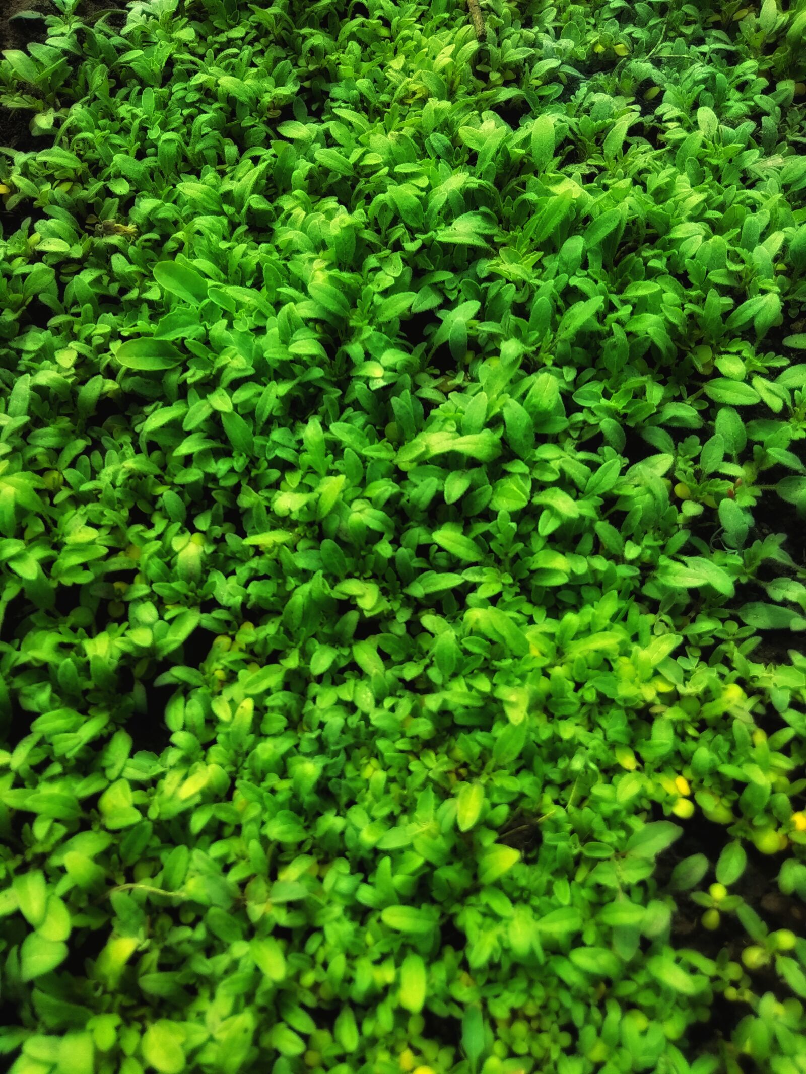 Xiaomi Redmi Note 5A sample photo. Spring, plants, green photography