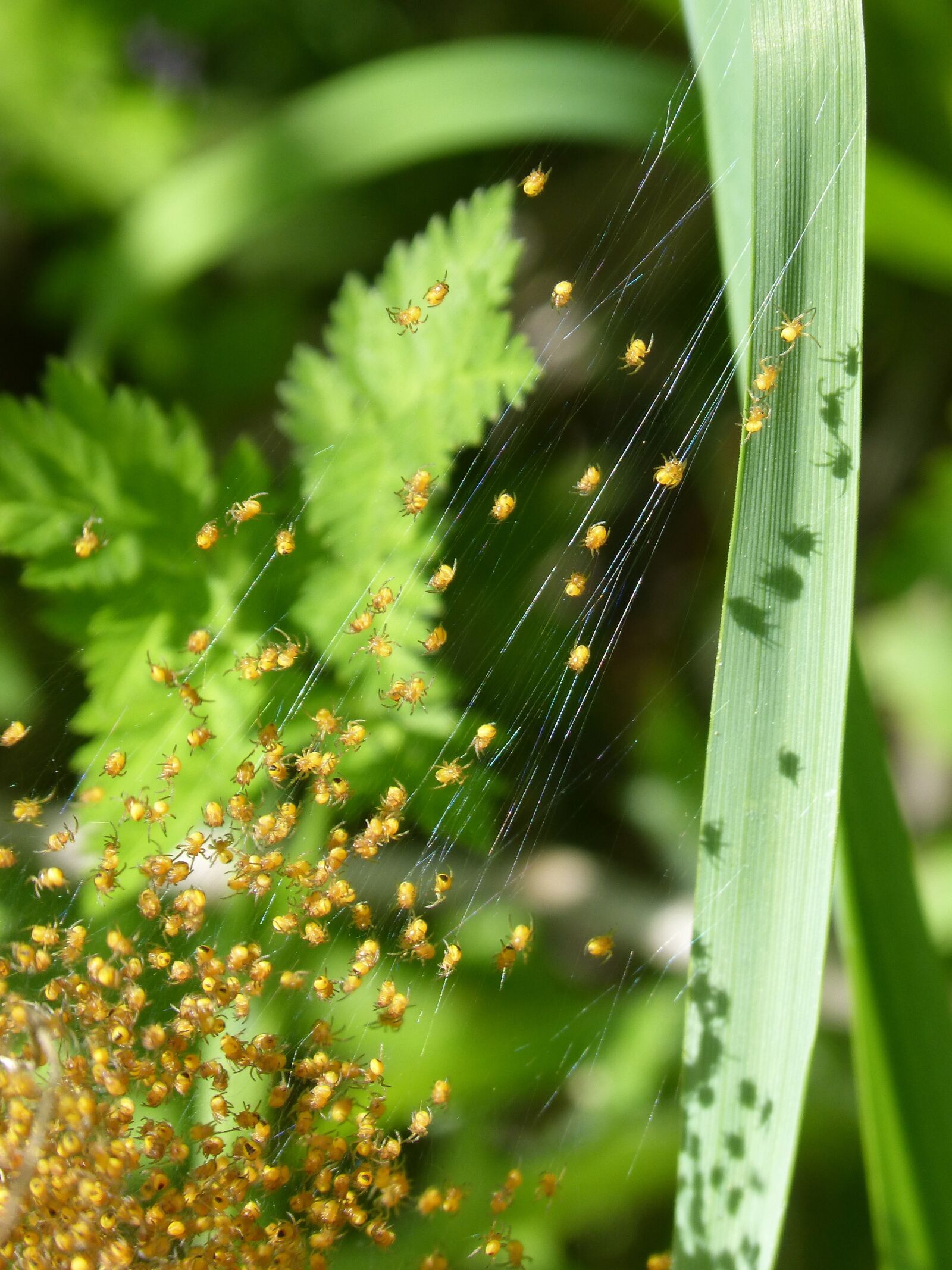 Panasonic DMC-FZ62 sample photo. Nest of spiders, spiders photography