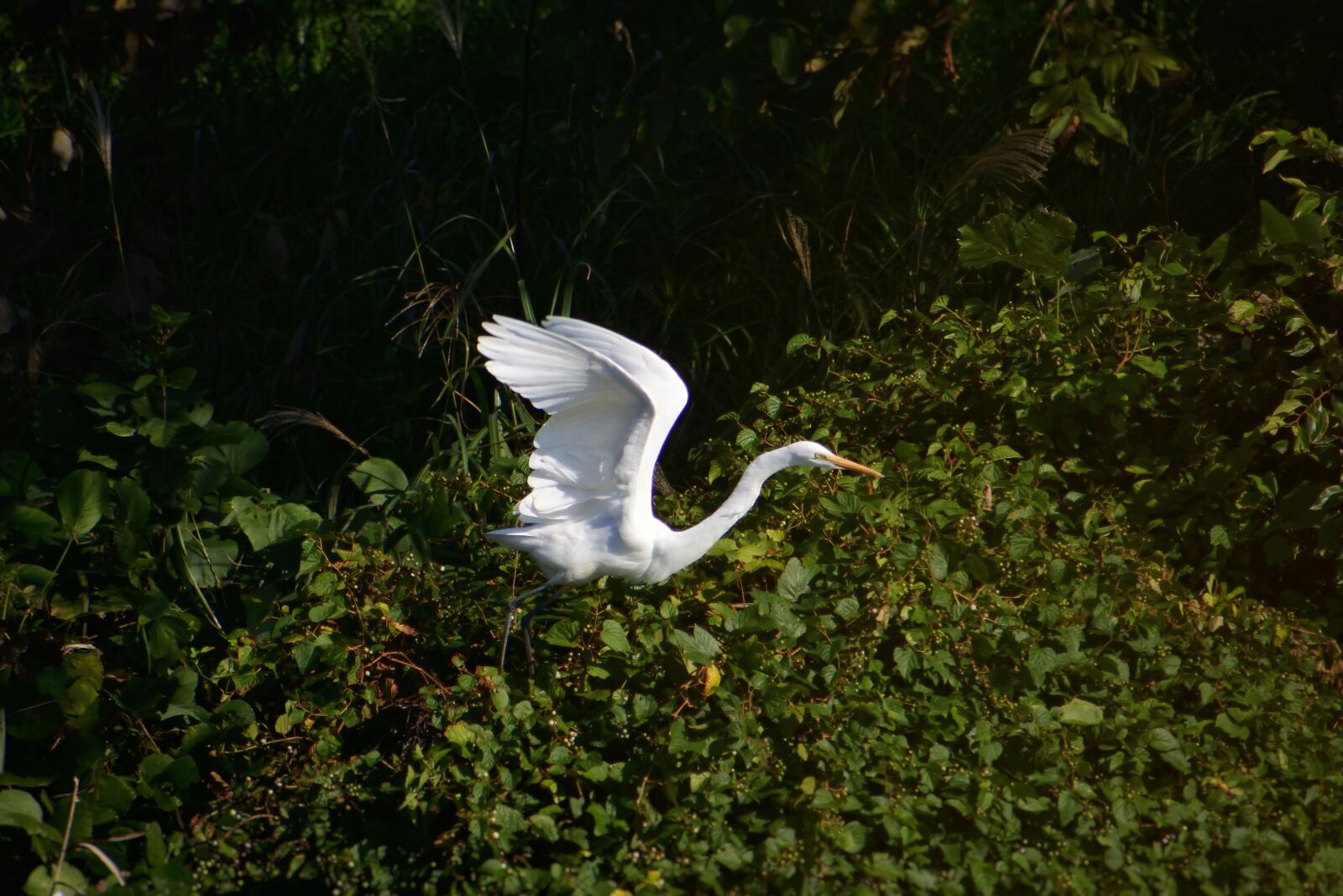 VR 70-300mm f/4.5-6.3G sample photo. Animal, river, waterside photography