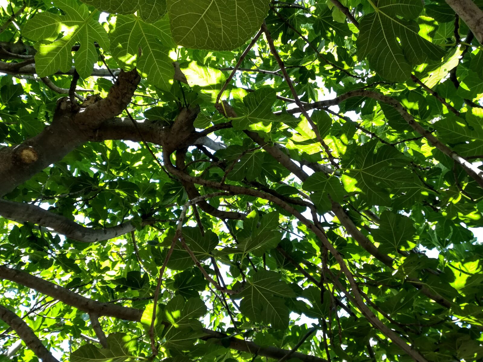 HUAWEI PRA-LX1 sample photo. Tree, fig tree, green photography