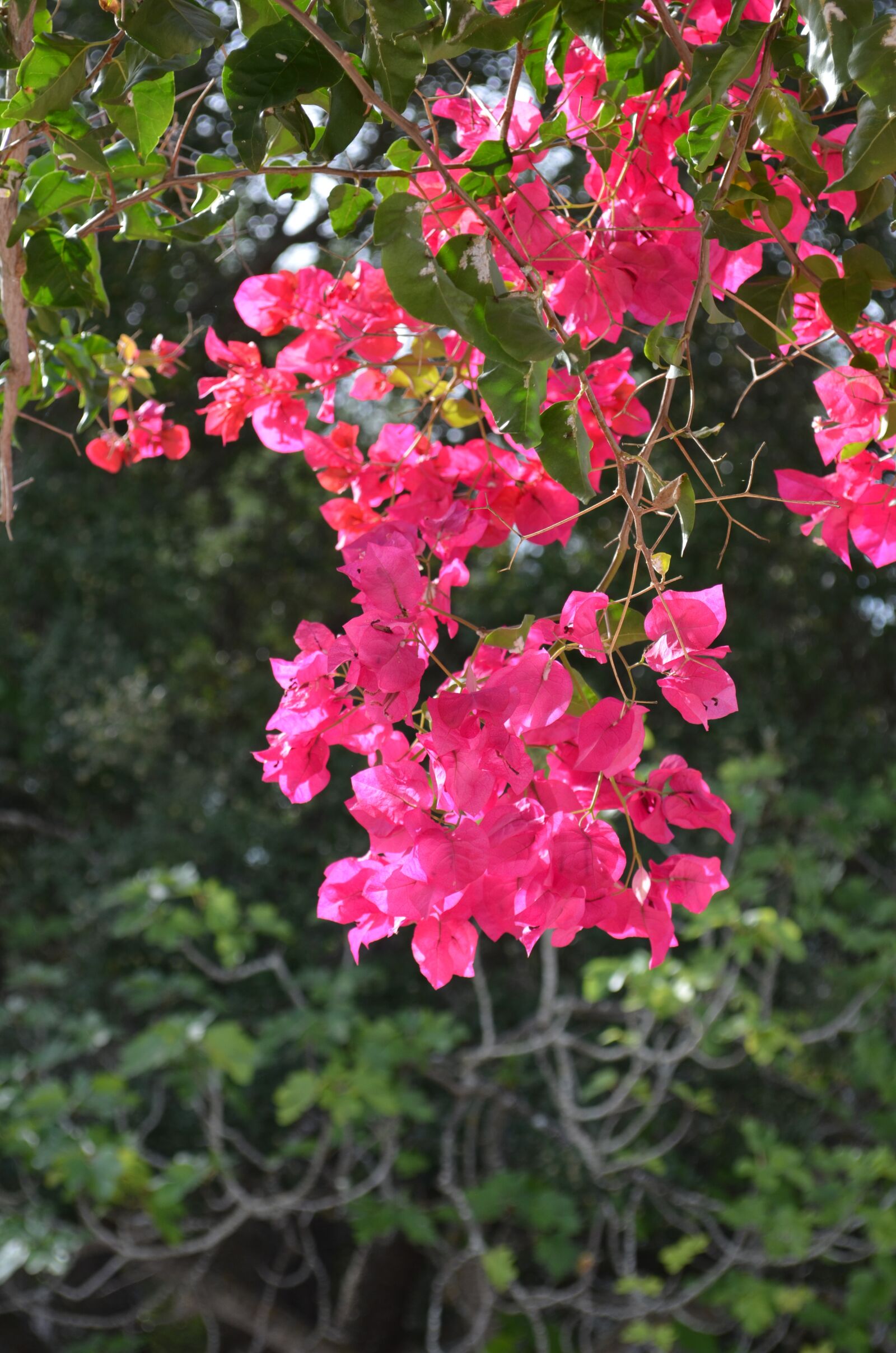 Nikon D5100 sample photo. Bougainvillea, blossom, bloom photography