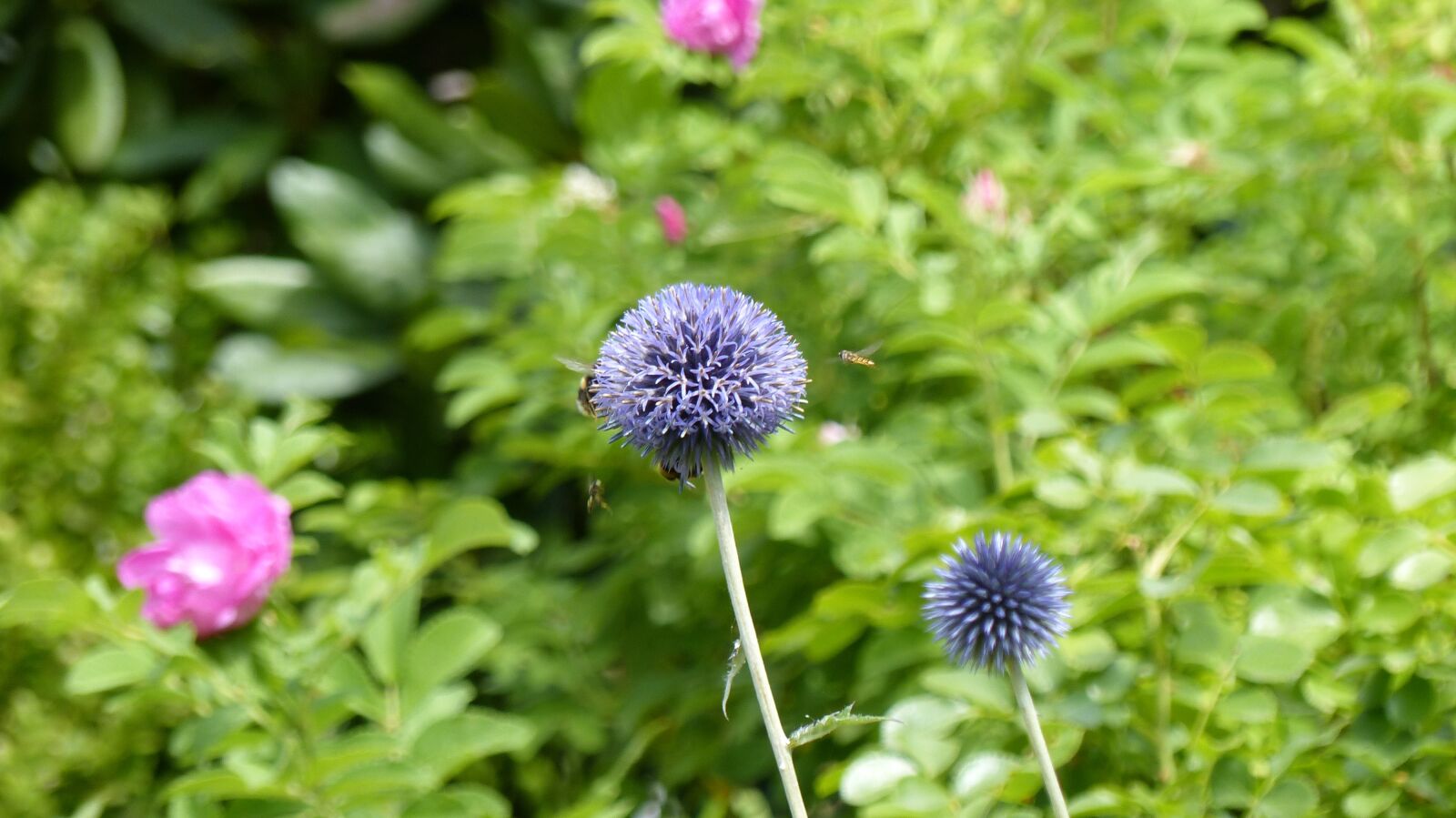 Panasonic Lumix DMC-FZ200 sample photo. Insect, thistle, bee photography
