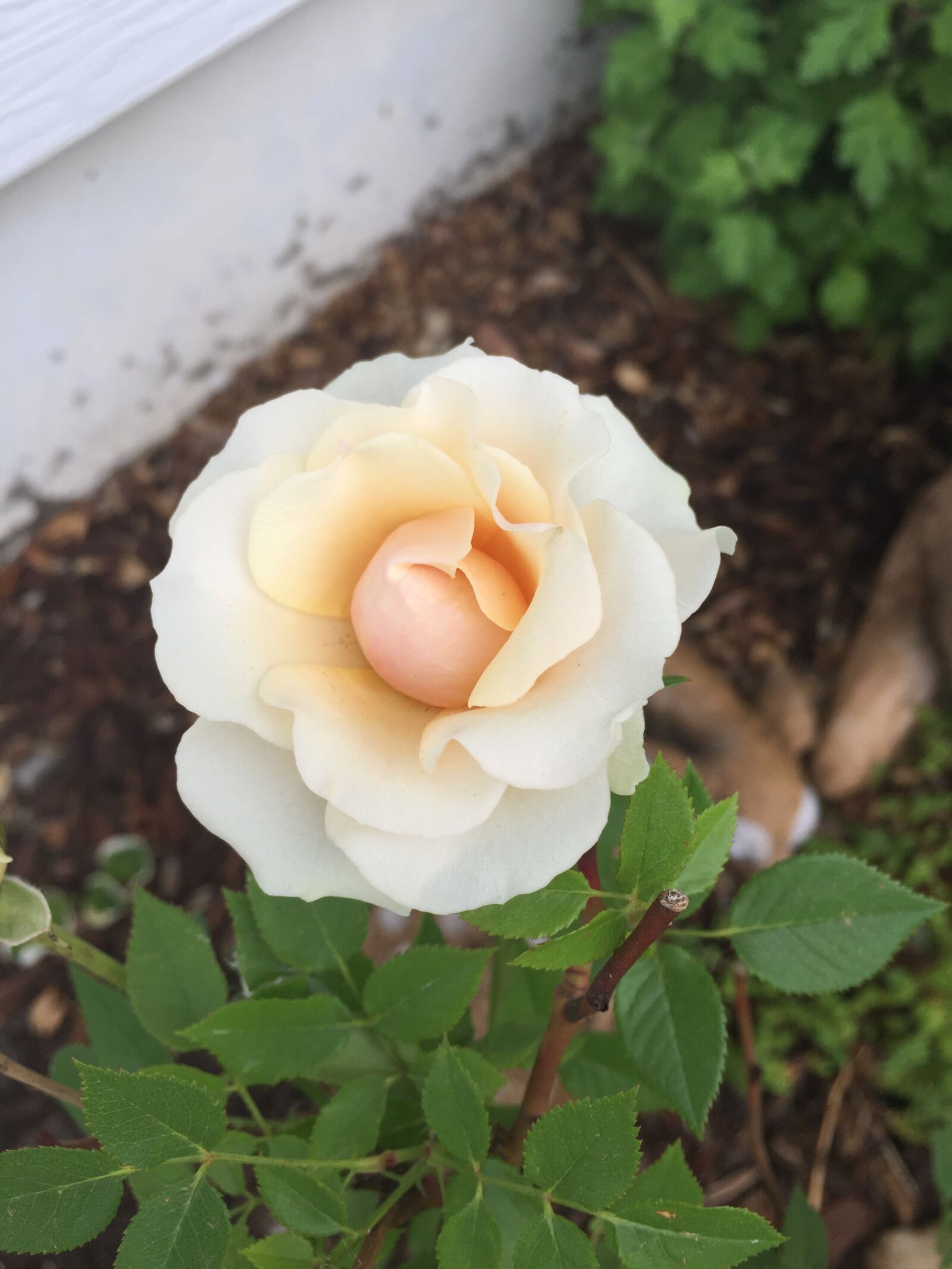 Apple iPhone 6 sample photo. Flower, rose, blossom photography