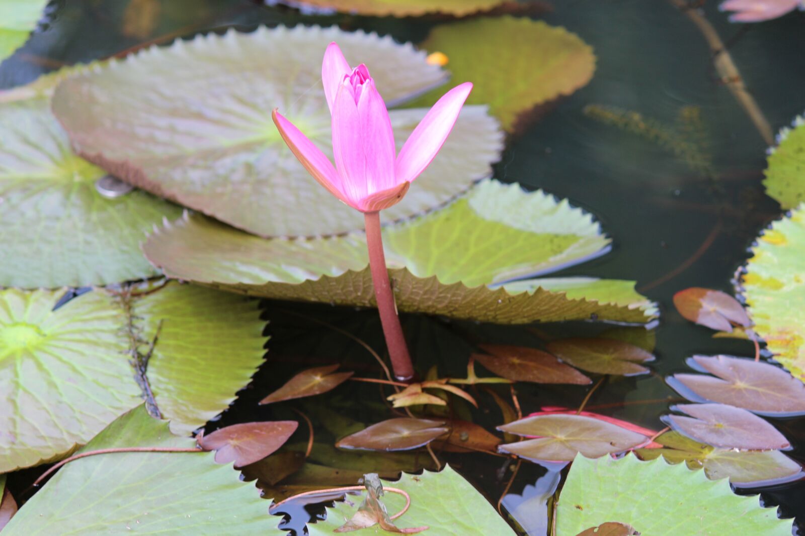 Canon EOS 700D (EOS Rebel T5i / EOS Kiss X7i) sample photo. Flower, lotus, water photography