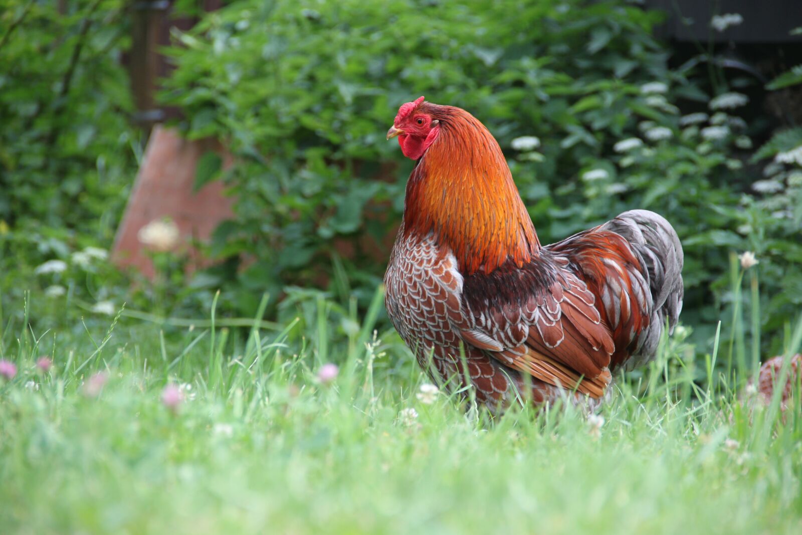 Canon EOS 500D (EOS Rebel T1i / EOS Kiss X3) sample photo. Hahn, wyandotte, chicken photography