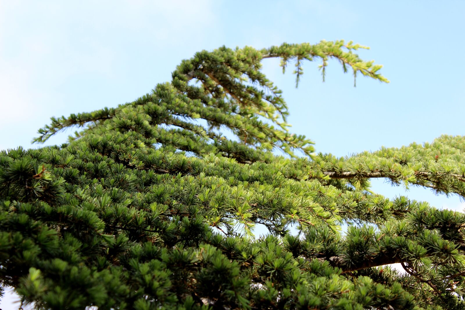 Canon EOS 600D (Rebel EOS T3i / EOS Kiss X5) sample photo. Cedars, nature, landscape photography