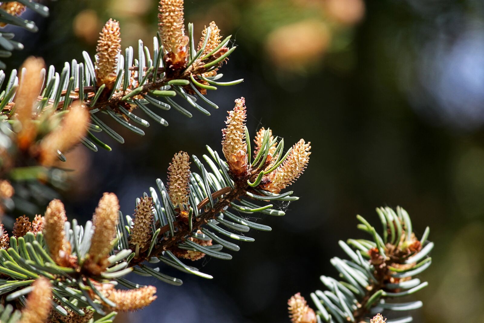 Canon EOS 1100D (EOS Rebel T3 / EOS Kiss X50) sample photo. Pine, tap, small photography