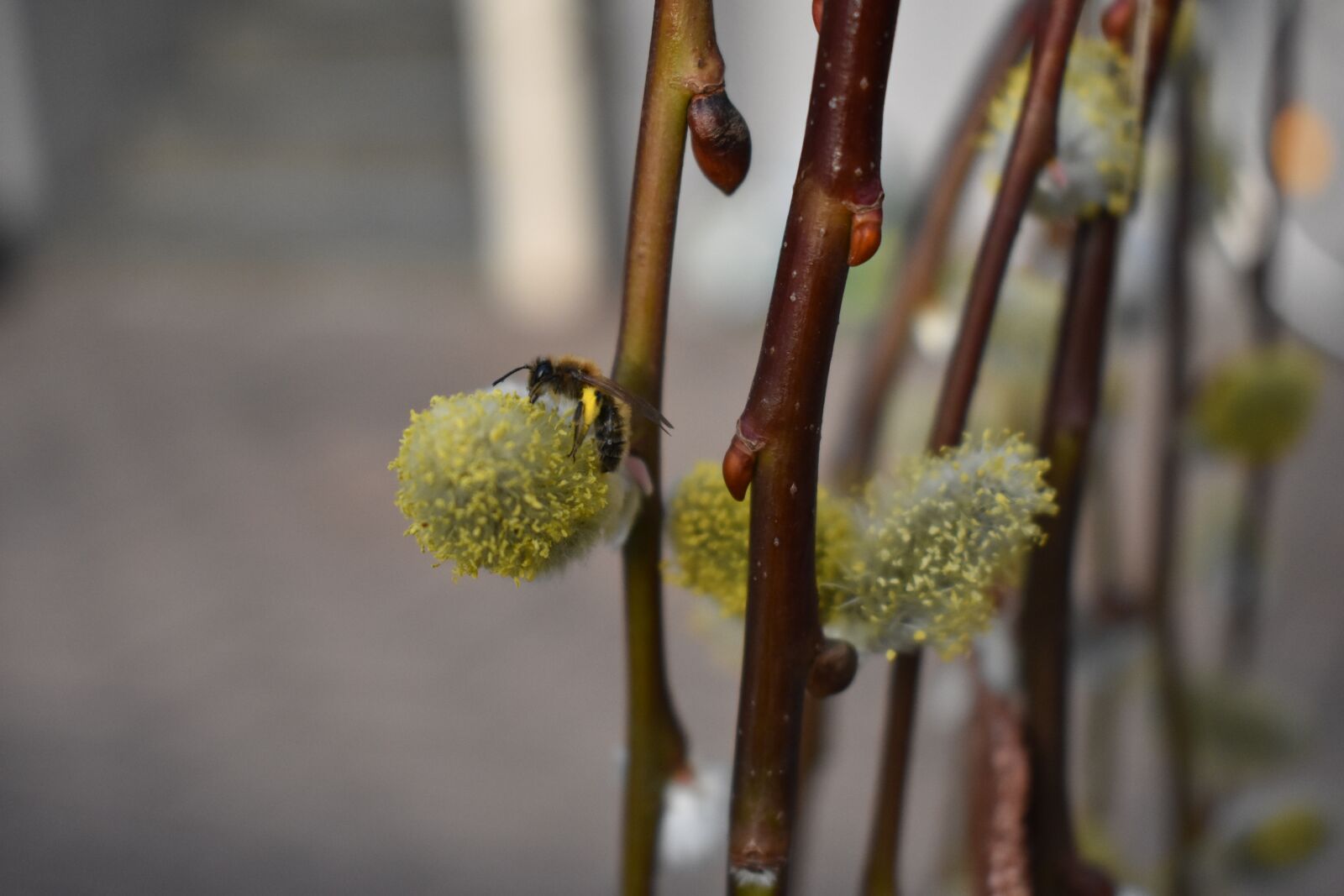 Nikon D3400 sample photo. Close up, bee, nature photography