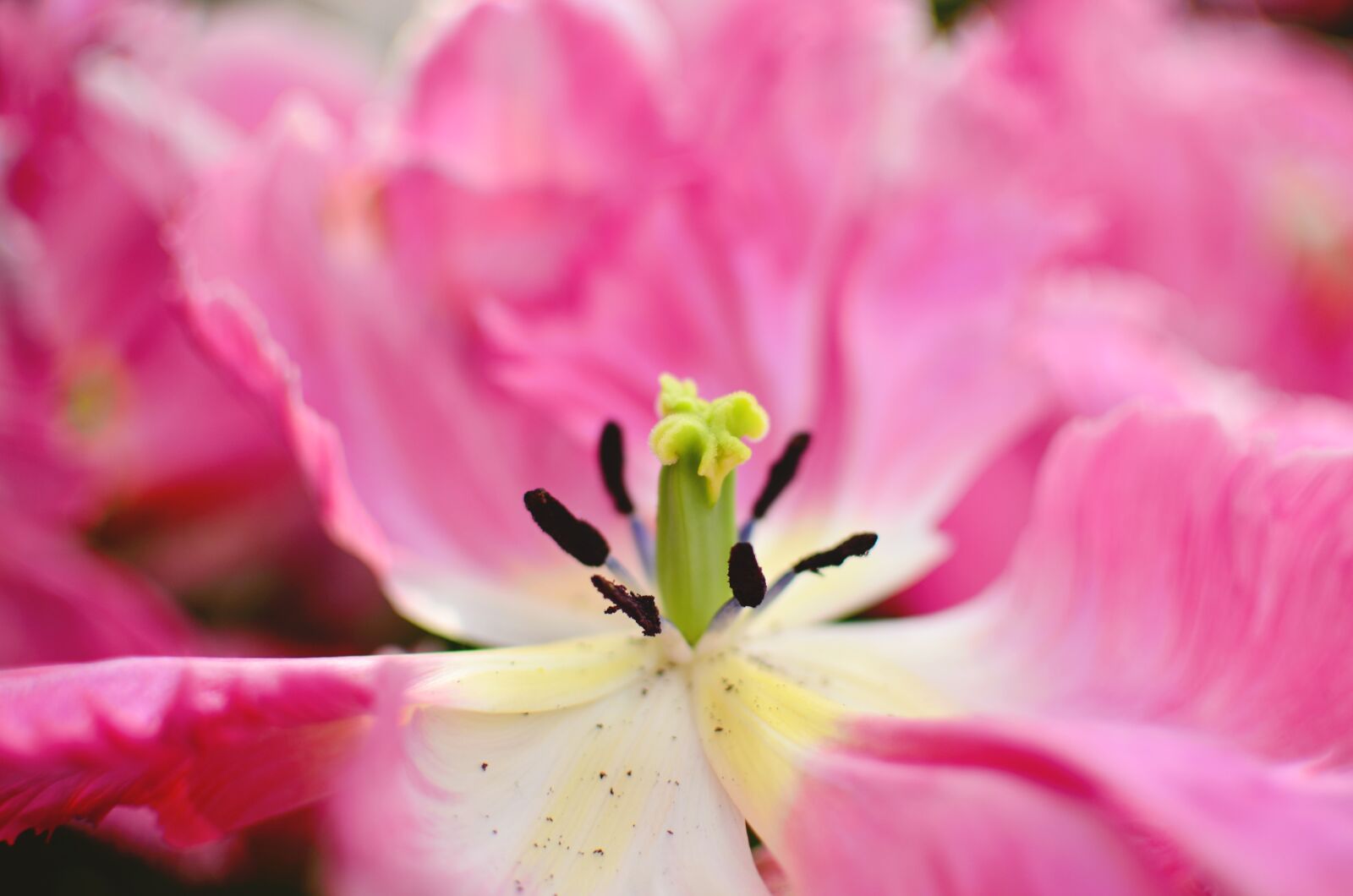 Nikon D5100 sample photo. Flower, garden, pink photography