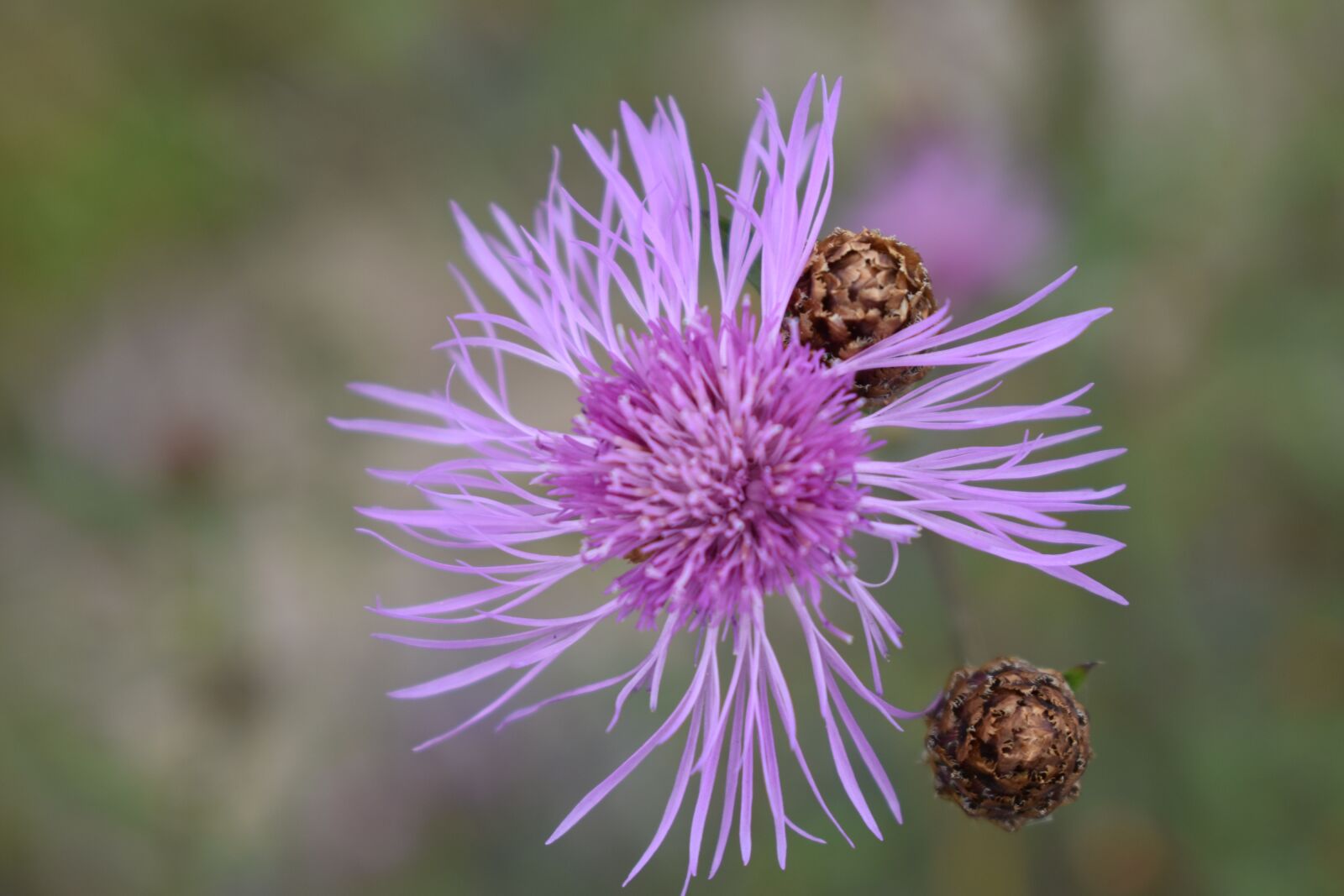 Nikon D3500 sample photo. Flower, macro, photo photography