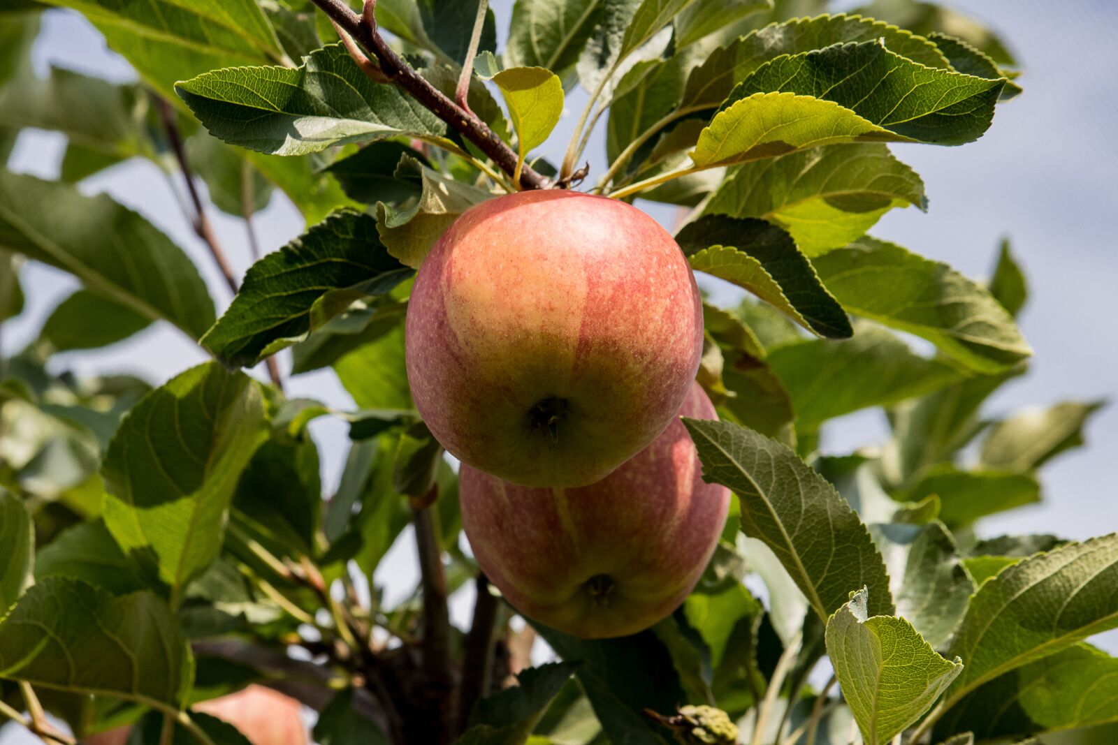 Canon EF-S 55-250mm F4-5.6 IS STM sample photo. Apple, apple tree, fruit photography